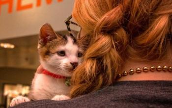 Kitten looking over the shoulder of woman with red braided hair