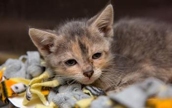Kitten lying on multi-colored blanket