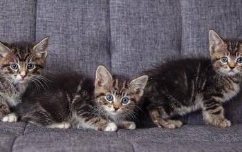 Three tabby kittens on gray couch