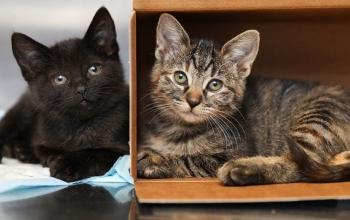 Black kitten lying next to box with tabby kitten lying inside of it