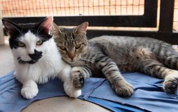 Black and white cat snuggling with a tabby cat
