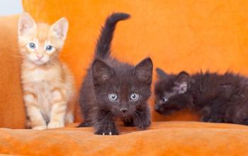 One orange and two black kittens on orange chair