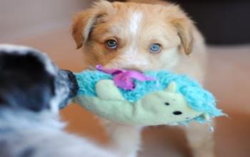 Tan puppy with a toy in mouth
