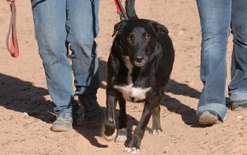 Dealing with Leash Reactivity