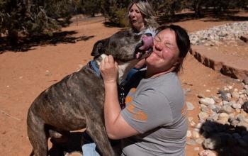 Woman in gray shirt with brown brindle dog licking her face
