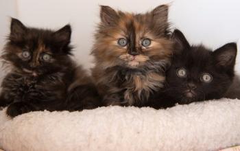 Three kittens lying in a white cat bed