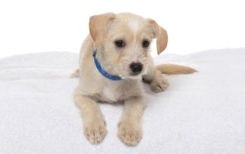 Small white dog on dog bed
