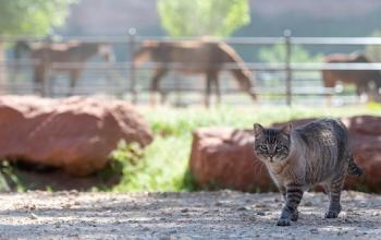 Gray tabby cat in front of rock with brown horses in the background