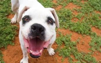 Happy white and black dog with mouth open in a smile