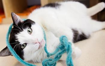 Insurance for Animal Welfare Organizations