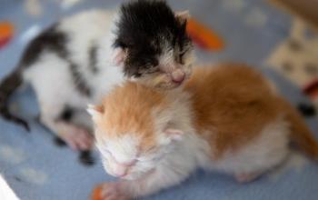 Two neonate kittens lying together on blue blanket