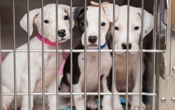 Three white puppies sitting together in a kennel