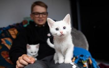 You man in black sweatshirt with two white kittens on his lap