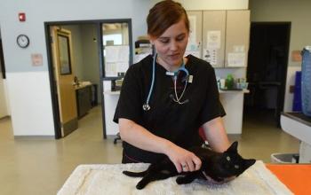 Female vet examining black cat