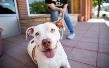 Smiling white and brown dog with tongue out, relaxing on a shelter patio with a volunteer holding the leash in the background.