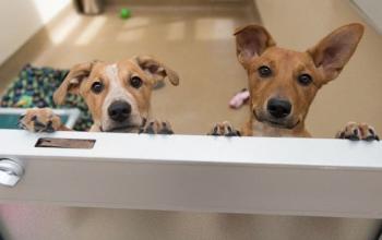 Two puppies peeking over door