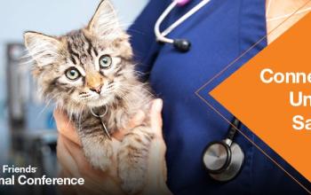 vet holding a kitten