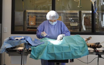 Vet operating on dog