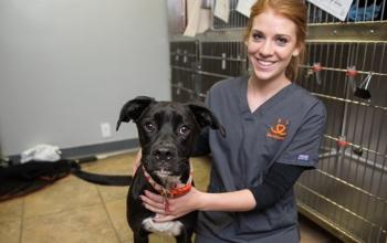 Woman in gray scrubs kneeling with black and white dog in front of kennels
