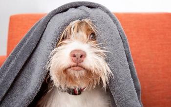 Tan and white dog under a gray blanket on an orange chair