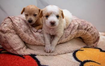 Tan puppy and white puppy lying together on dog bed