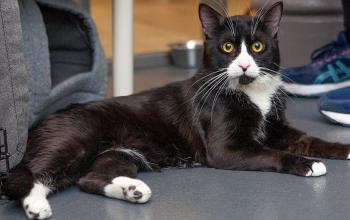 Black and white cat lying on gray floor next to person&#039;s blue sneakers
