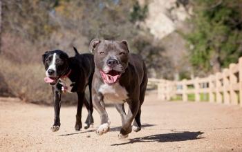 Two dogs running on path