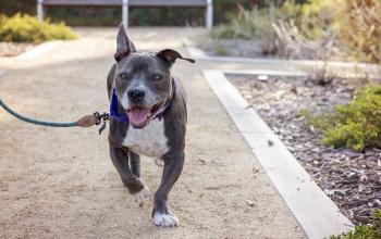 White and gray dog running on leash