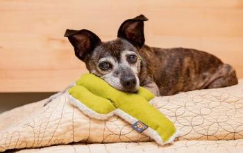 Small brindle dog on tan blanket with green cactus toy