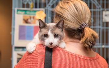 An adoptable cat being held by a potential adopter