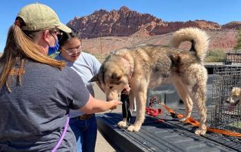 Husky dog and another dog in a crate in bed of truck greeting two volunteers