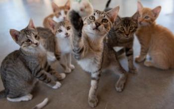 Seven kittens sitting together