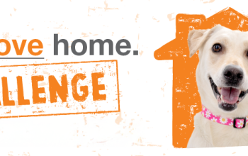 Bring Love Home Challenge Banner with dog in a house