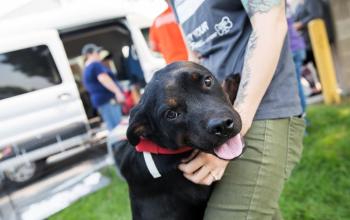 black dog standing in person&#039;s arms