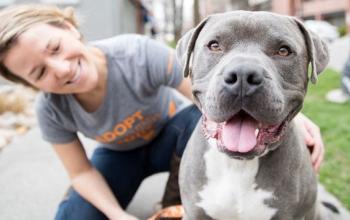 Blonde woman in gray shirt kneeling behind gray and white pit bull