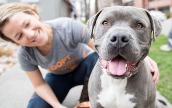 Woman kneeling next to gray pit bull