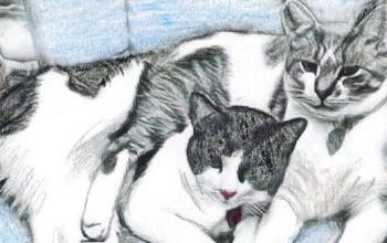 Pencil drawing of two black and white cats lying together