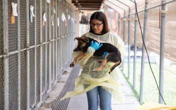 Shelter employee carrying dog next to kennels