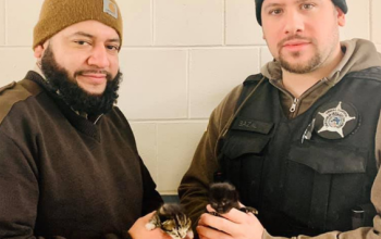Two animal control officers holding kittens