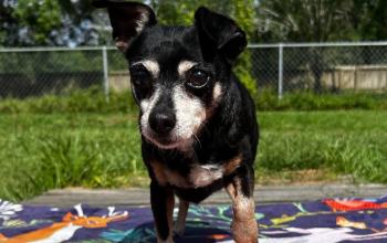 Close up of a small black dog on a blanket outside
