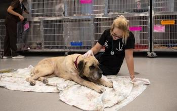 Big tan dog lying on blanket on the floor with woman in dark blue scrubs sitting by