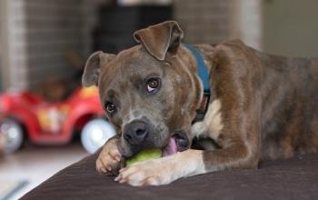 Brindle and white dog with ball