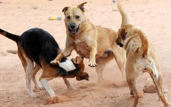 Three large dogs playing together