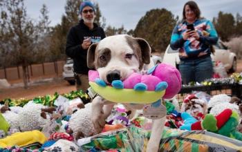 White and brown dog in a trailer full of toys with one toy in its mouth