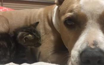 Gray pit bull snuggling with black kitten