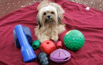 Positive Reinforcement: Training with Praise and Rewards