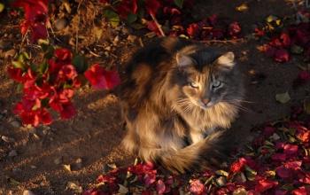 Brown and black cat lying on the ground in red flower petals