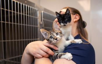 Person holding two tiny kittens in their arm in an animal shelter