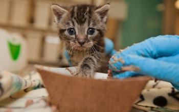 Gray tabby kitten being fed canned food from brown bowl by blue gloved hand