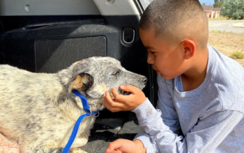 Child holding up dog&#039;s chin in back of car